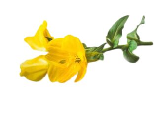 Primrose olje v Reduslim