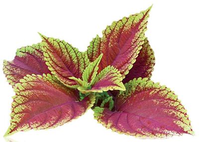 coleus forskolia kot del Reduslim