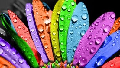 kako shujšati na dieti 6 cvetnih listov